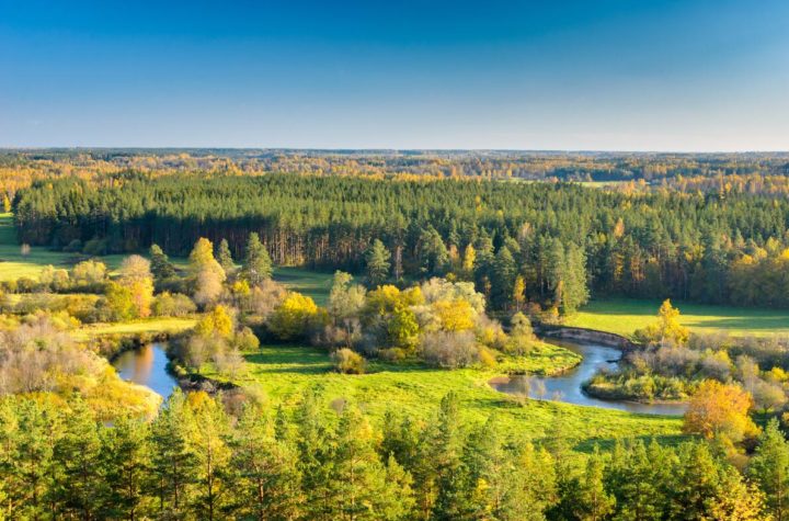 Forest in Estonia